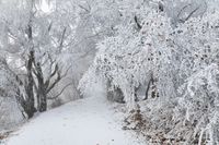 Weg durch den Frostwald