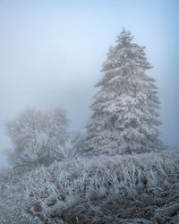 202412310560-landschaft-winter-baeume-frost