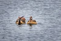 Frau Nilgans noch unbeeindruckt