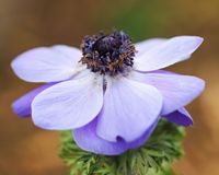 Anemone