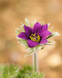 Wildbiene auf K&uuml;chenschelle