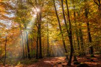 Herbstsonne durchflutet den Wald (HDR)