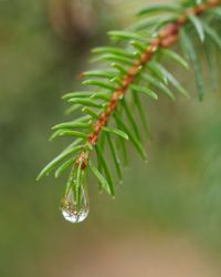 Nach dem Herbstregen