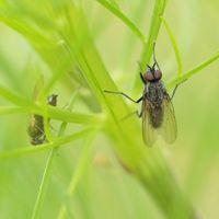 Fliege in der Wiese