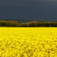 2021052202592-naturfotografie-landschaft-rapsfeld-dunklerwolkenhimmel-wetter