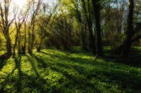 202204162296-naturfotografie-landschaft-wald-baeume-baerlauch-maerchenwald-gegenlicht-sonnenstrahlen