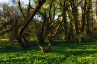 2022041623073-naturfotografie-landschaft-wald-baeume-baerlauch-fruehling-maerchenwald