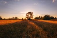 202205313370-naturfotografie-landschaft-wiese-licht-schatten-gegenlicht-baum