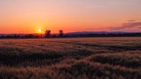 202205313441-naturfotografie-landschaft-sonnenuntergang-getreidefeld-weite