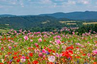 202306259084-naturfotografie-landschaft-pflanzen-mohnblueten-mohnfelder