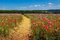 202306259086-naturfotografie-landschaft-pflanzen-mohnblueten-mohnfelder