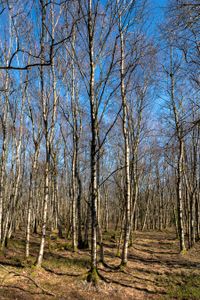 Rotes Moor, Rh&ouml;n, Birkenwald