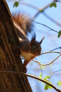 202204172375_2-naturfotografie-tiere-saeugetiere-eichhoernchen