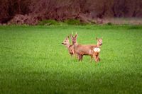 Rehe in den Schwalmwiesen