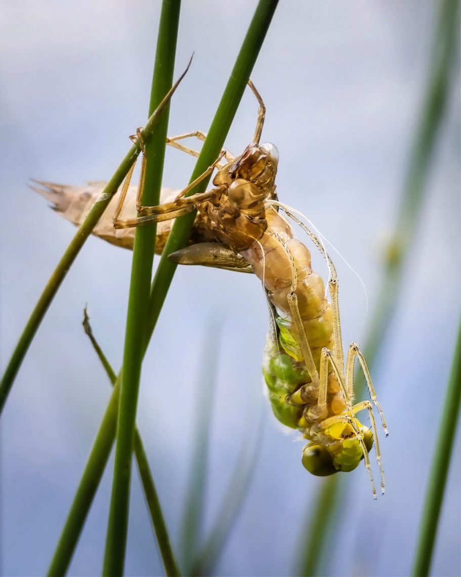 Grüne Libelle hängt an Grashalm, im Hintergrund verschwommenes Wasser.