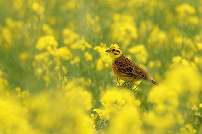 Ein gelb-schwarzer Vogel steht in einem Feld mit leuchtend gelben Blumen.