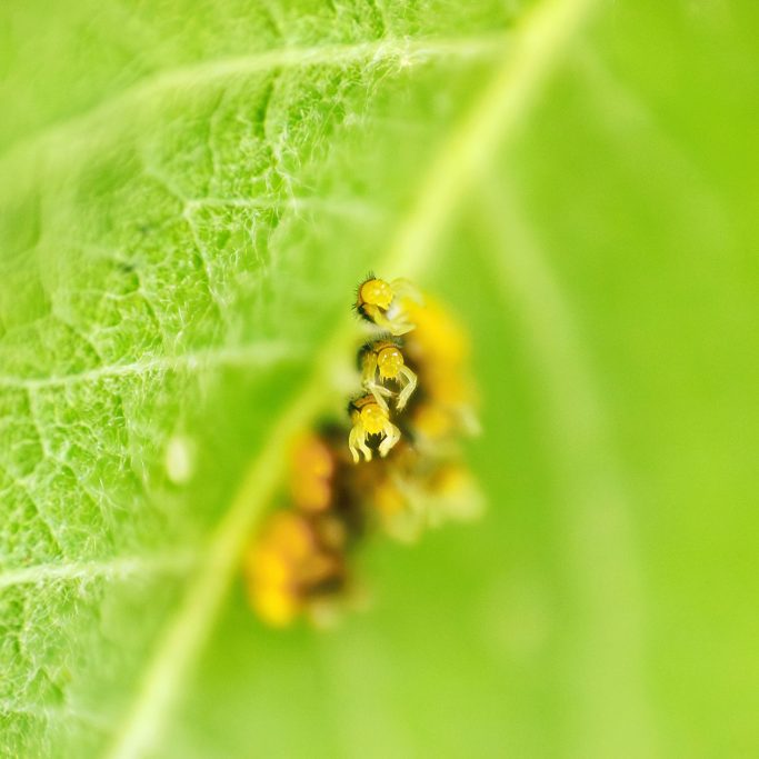 Eine Gruppe gelb-orangefarbener Insekten auf einem grünen Blatt.