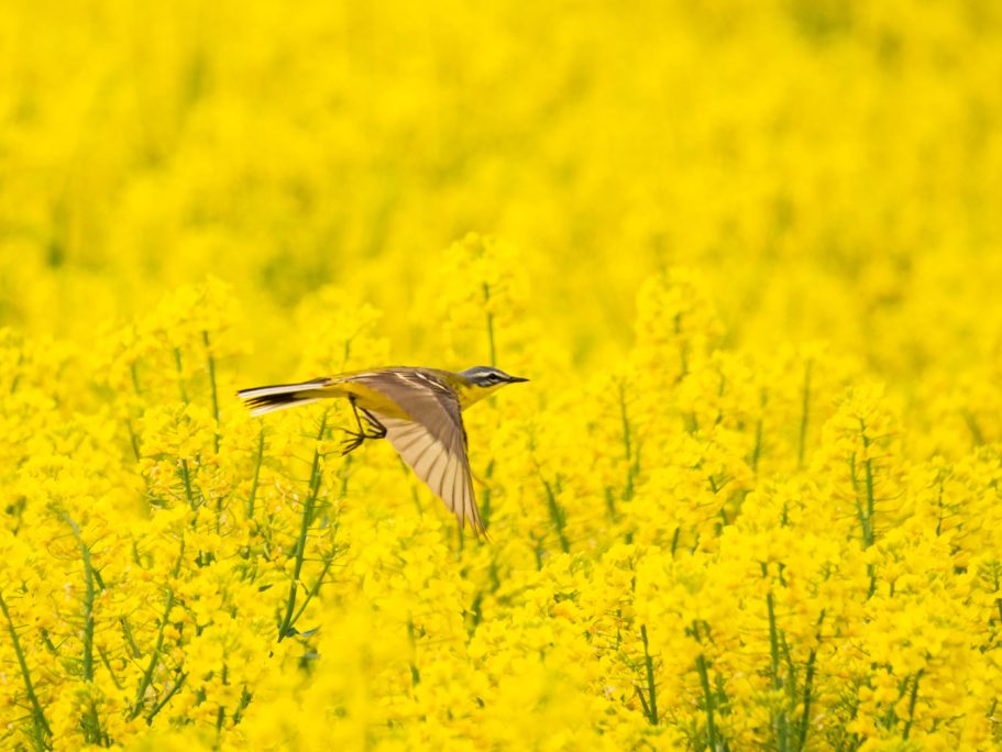 Schafstelze im Flug Ein Vogel fliegt über ein leuchtend gelbes Rapsfeld.