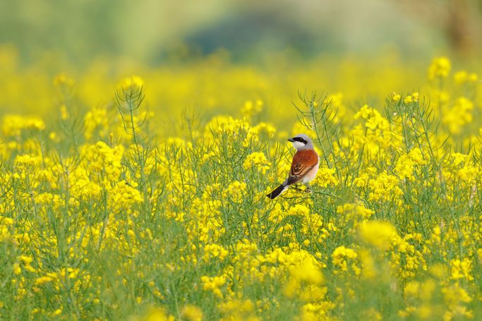 Rotbrauner Vogel sitzt in einem blühenden, gelben Feld.