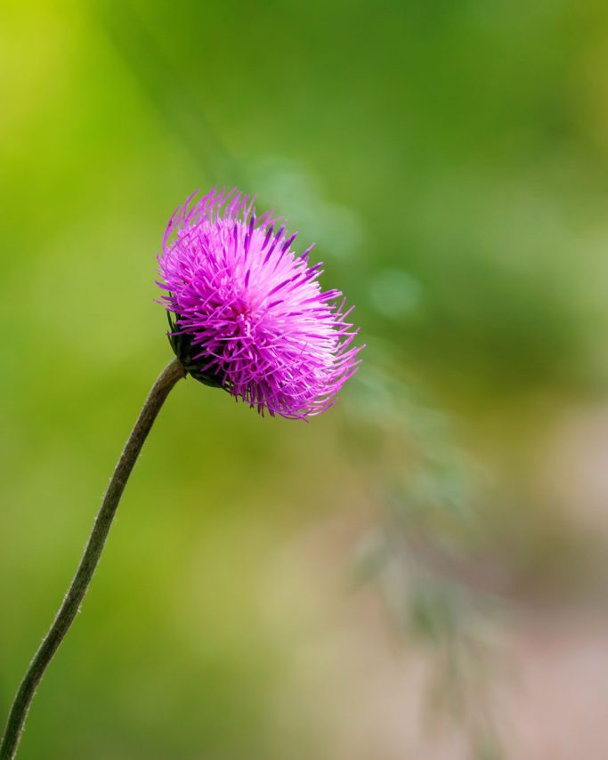 Violette Blüte mit feinen, haarähnlichen Strukturen vor unscharfem grünen Hintergrund.