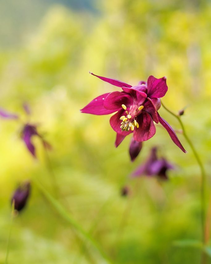 Lila Blume mit zarten Blütenblättern und gelben Staubgefäßen vor grünem Hintergrund.