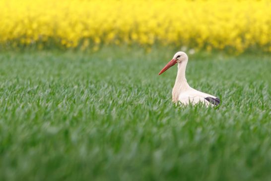 Ein Weißstorch steht in grünem Feld vor gelbem Blumenfeld.