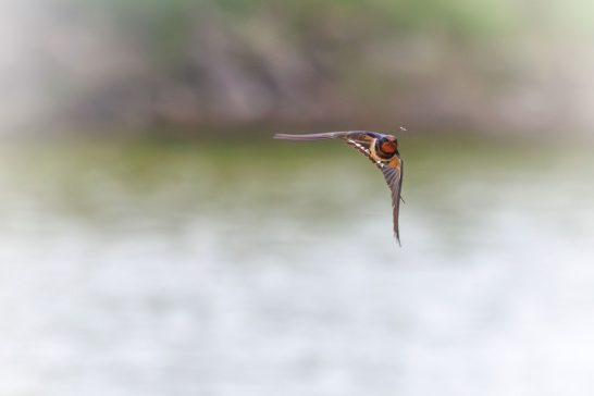 Ein fliegender Vogel mit orangefarbenem Brustgefieder über einem unscharfen Hintergrund.