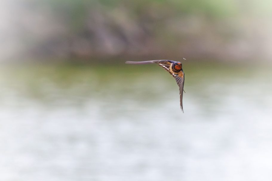 Fliegender Vogel mit orangefarbener Brust vor unscharfem Hintergrund.