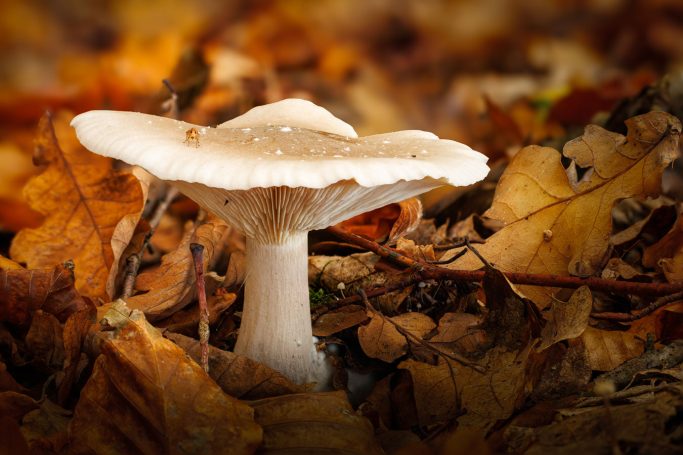 Helle, gelbliche Pilzkappe, umgeben von herbstlichen Laub.