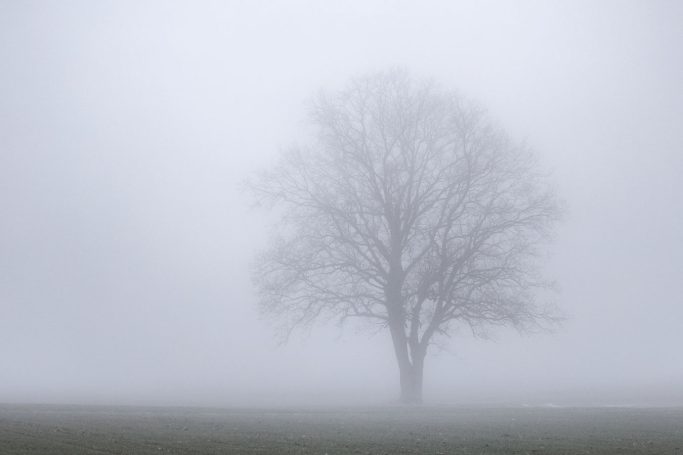 Ein einzelner Baum steht in einem nebligen Feld.