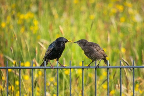 Zwei Vögel sitzen auf einem Zaun vor einer blühenden Wiese.