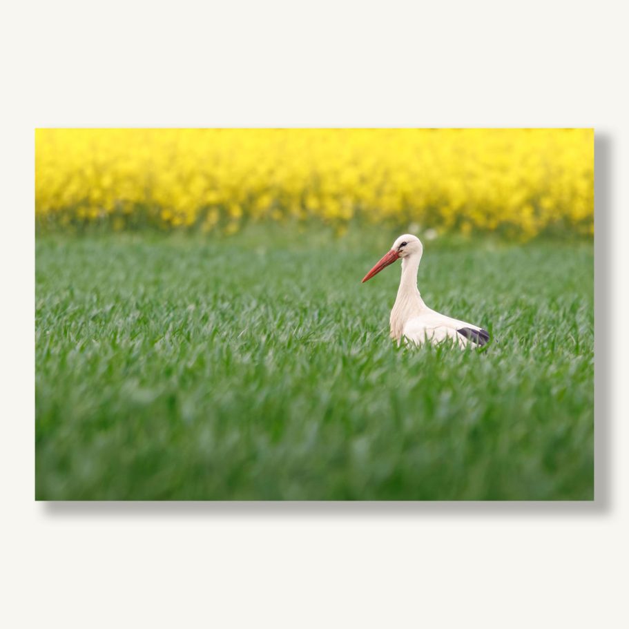 Ein Storch steht im grünen Feld vor einem gelben Rapsfeld.