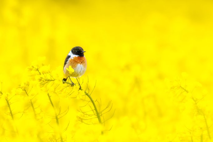Ein kleiner Vogel sitzt auf einem Stängel in einem gelben Blumenfeld.