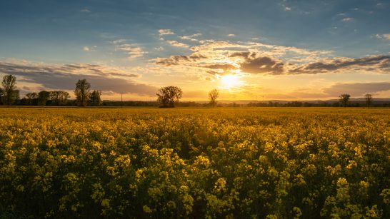 Abendstimmung im Raps Blühendes Feld mit gelben Rapsblumen vor einem Sonnenuntergang am Horizont.