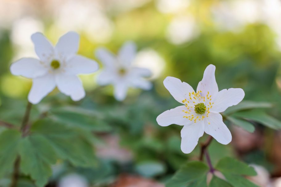 Weiß blühende Blumen mit gelben Staubgefäßen und grünem Blattwerk im Hintergrund.
