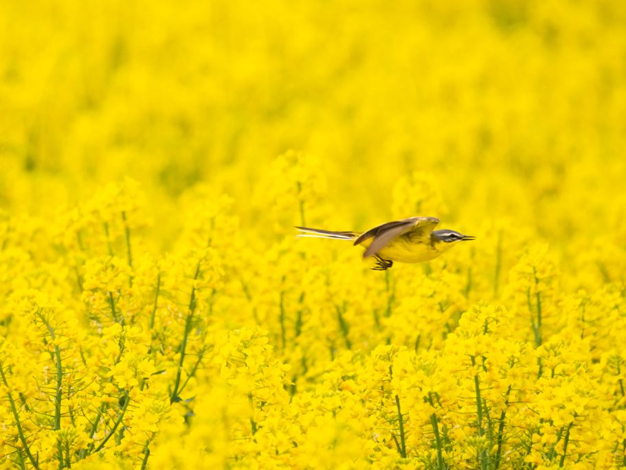 Schafstelze im Flug Ein Vogel schwebt über einem Feld mit leuchtend gelben Rapsblüten.