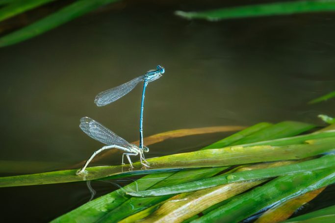 Zwei libellen auf grünen Wasserpflanzen in flachem Wasser.