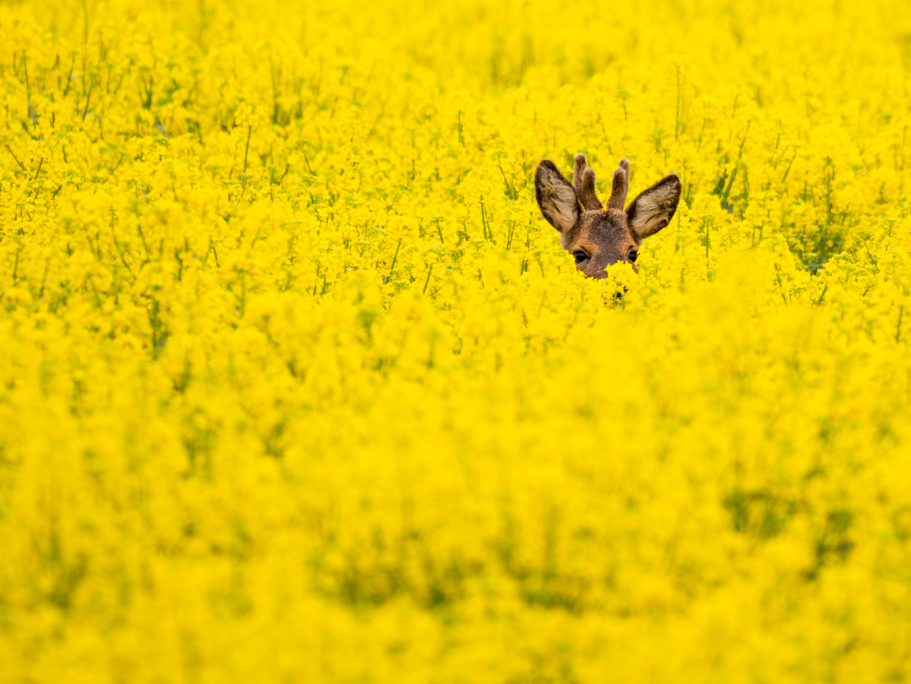 Rehbock Ein Rehkopf schaut aus einem leuchtend gelben Rapsfeld hervor.
