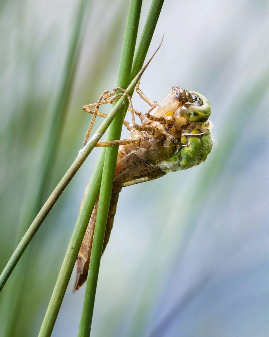Grüne Libelle sitzt auf einem Schilfrohr im Wasser.