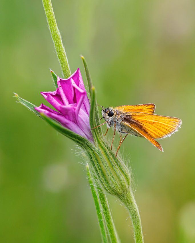 Schmetterling sitzt auf einer pinken Blüte mit grünem Hintergrund.