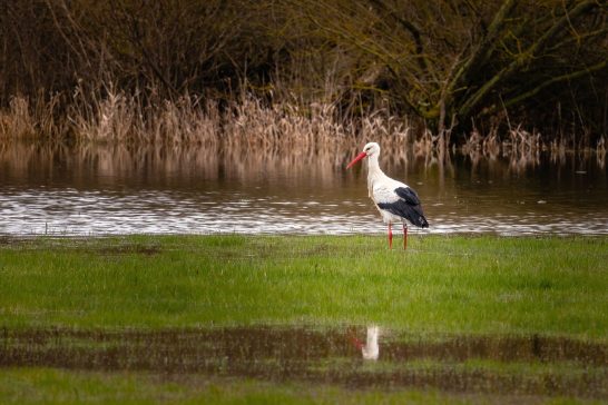 Ein Storch steht auf einer grünen Wiese neben fließendem Wasser.