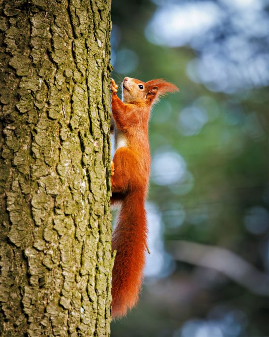 Ein Eichhörnchen klettert einen Baumstamm hinauf.