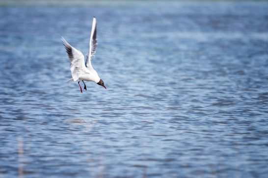 Eine Möwe fliegt über das Wasser und sucht nach Nahrung.
