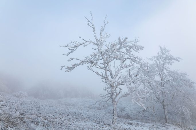 Bedeckte Landschaft mit schneebedeckten Bäumen in nebliger Umgebung.