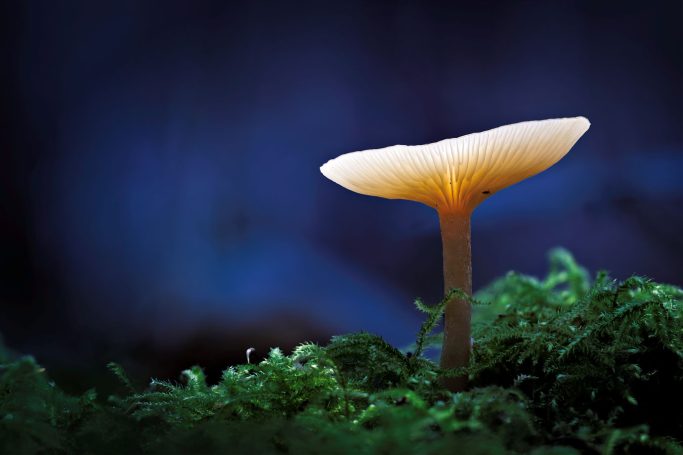 Ein einzelner Pilz mit leuchtendem Hut auf moosbedecktem Grund.