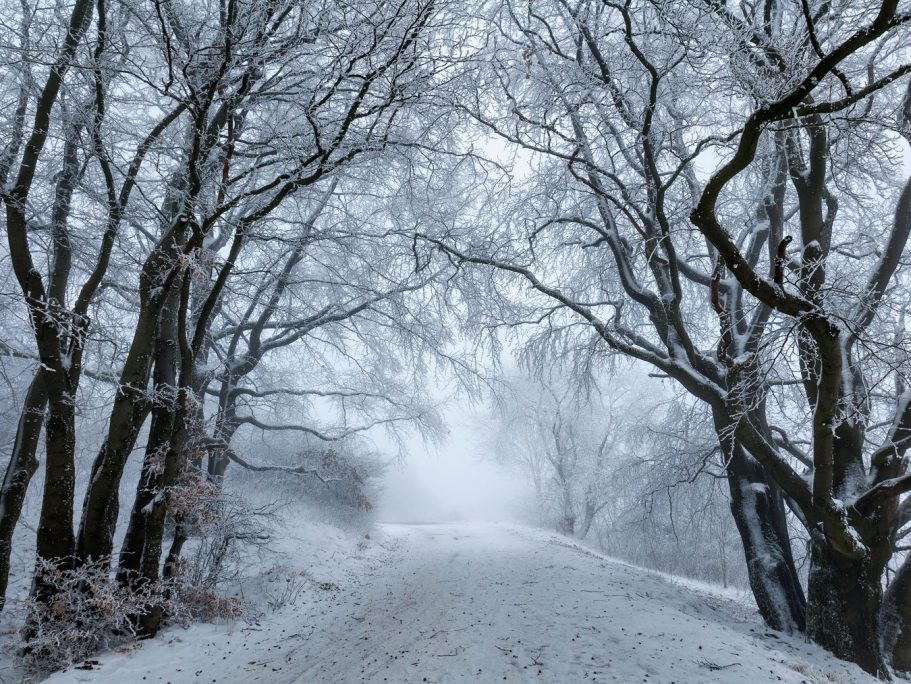 Winterlicher Waldweg, gesäumt von schneebedeckten Bäumen und dichter Nebel.