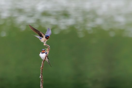 Zwei bunt gefiederte Vögel sitzen auf einem Ast vor unscharfem grünem Hintergrund.