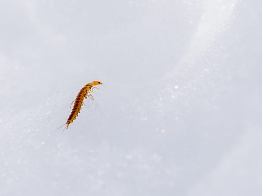 Springschwanz im Schnee Ein kleiner, brauner Springschwanz im weißen Schnee.