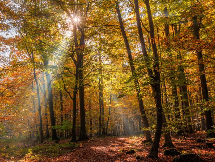 Herbstlicher Wald mit Sonnenstrahlen, bunten Blättern und einem schmalen Pfad.