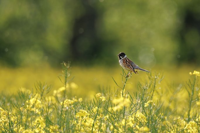 Ein Vogel sitzt auf einem Stängel in einem Feld mit gelben Blumen.